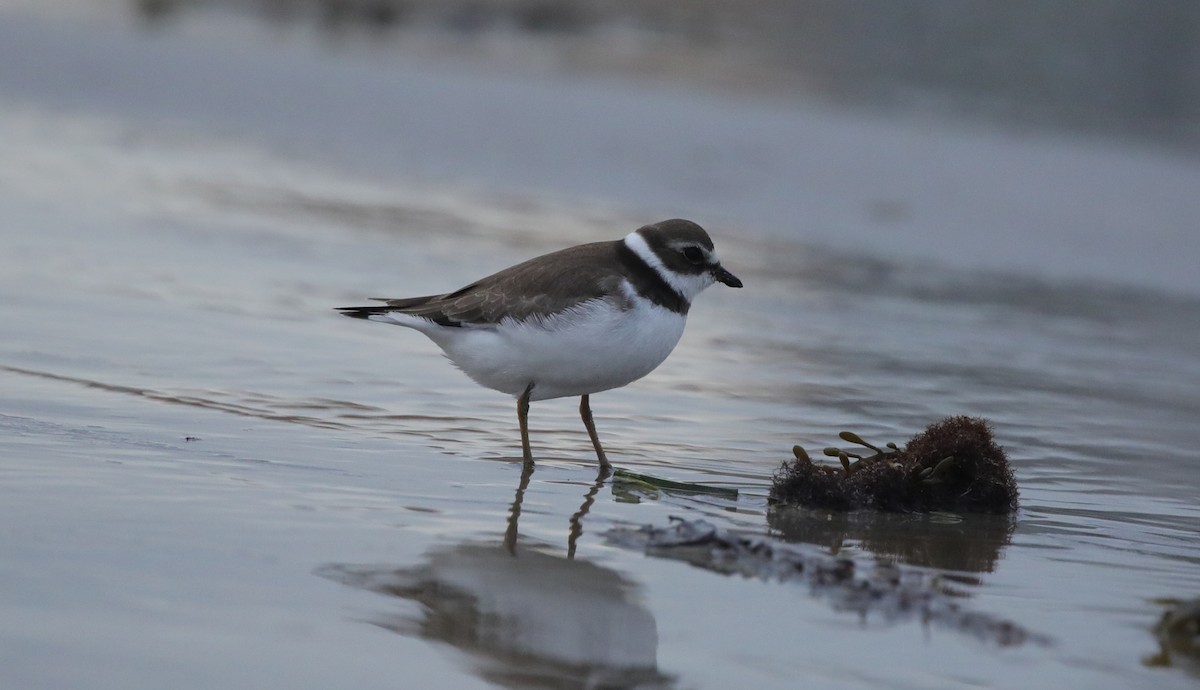 Semipalmated Plover - ML645663003