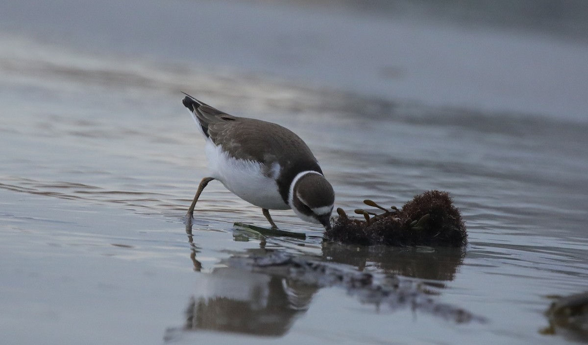 Semipalmated Plover - ML645663005