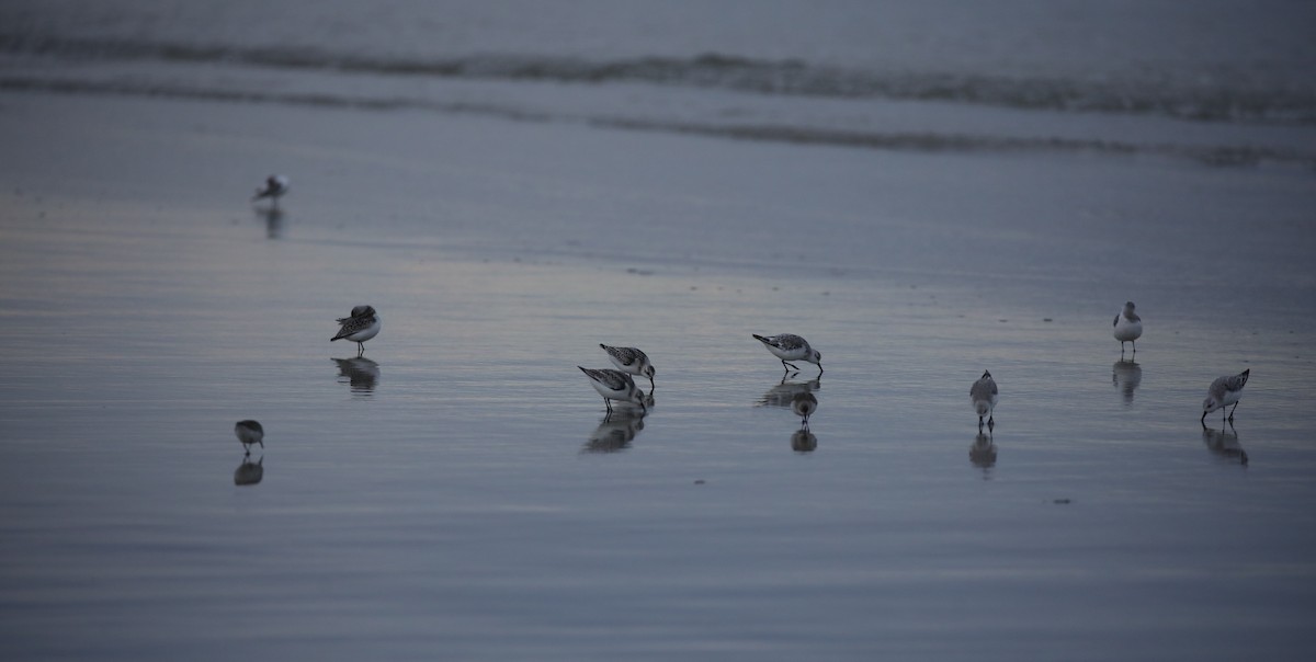 Piovanello tridattilo - ML645663006