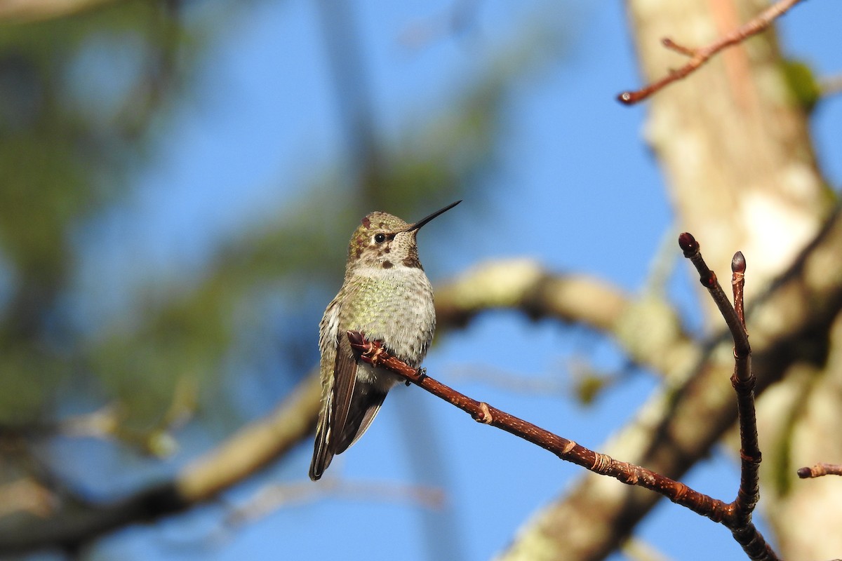Anna's Hummingbird - ML645663007