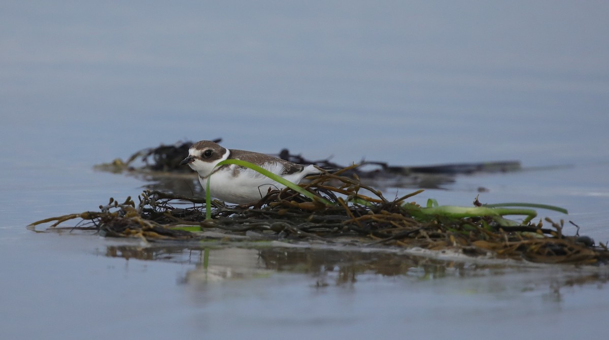 Semipalmated Plover - ML645663016