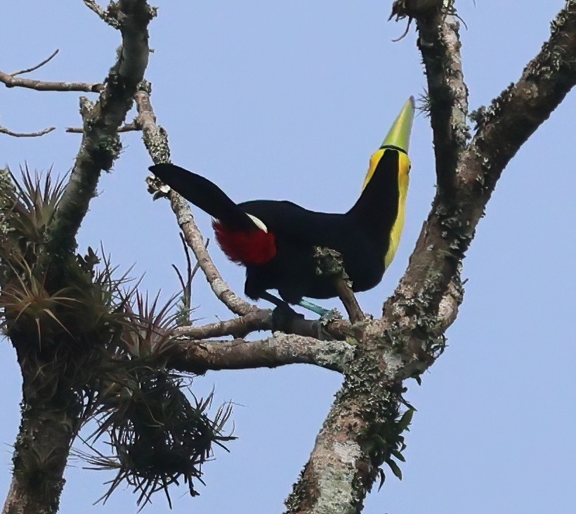 Toucan à carène - ML645663017