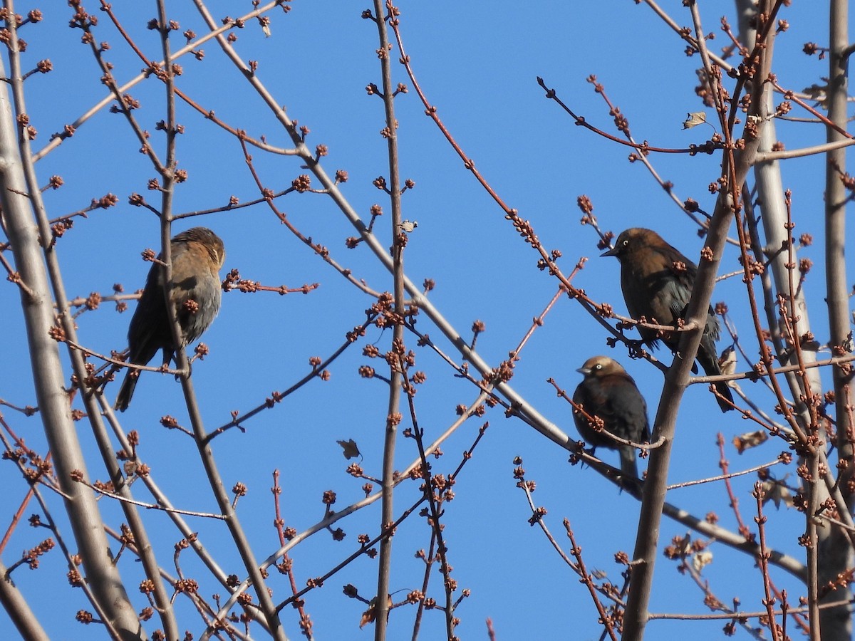 Трупіалець північний - ML645663018