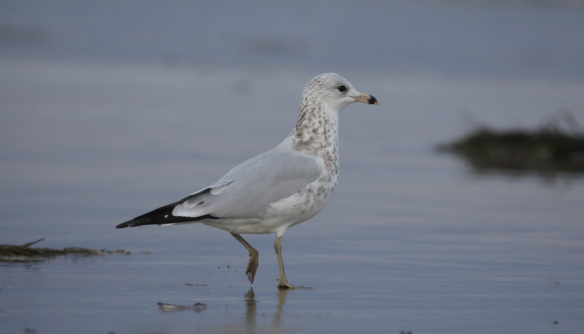 Gavina americana - ML645663022