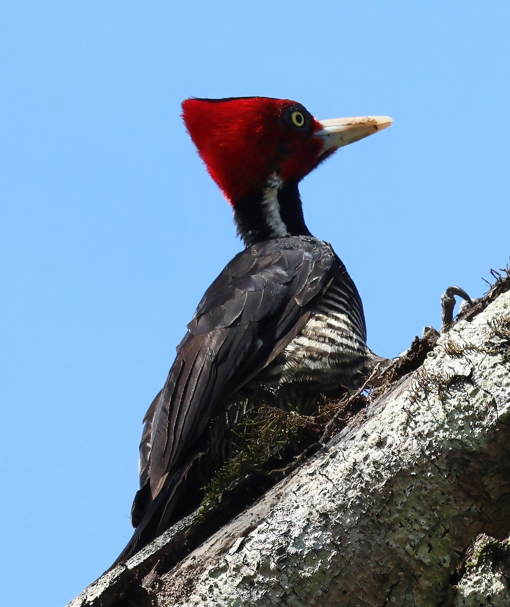 Pic à bec clair - ML645663026