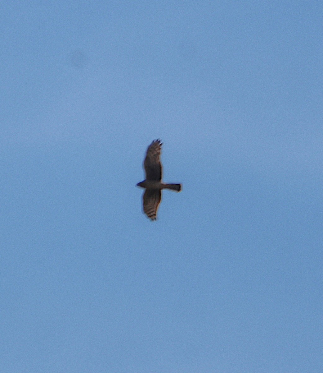 Hen Harrier - ML645663028