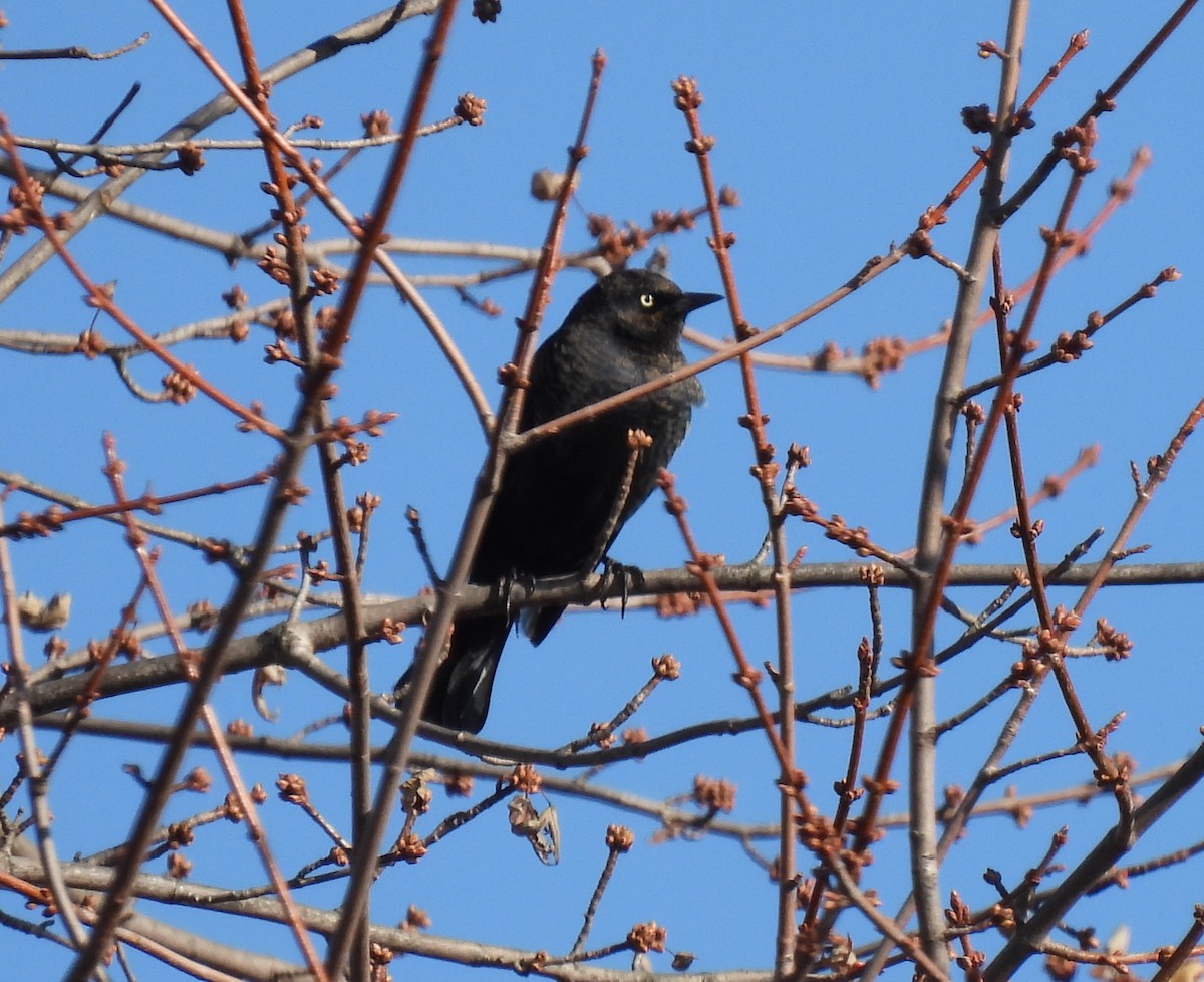 Трупіалець північний - ML645663030