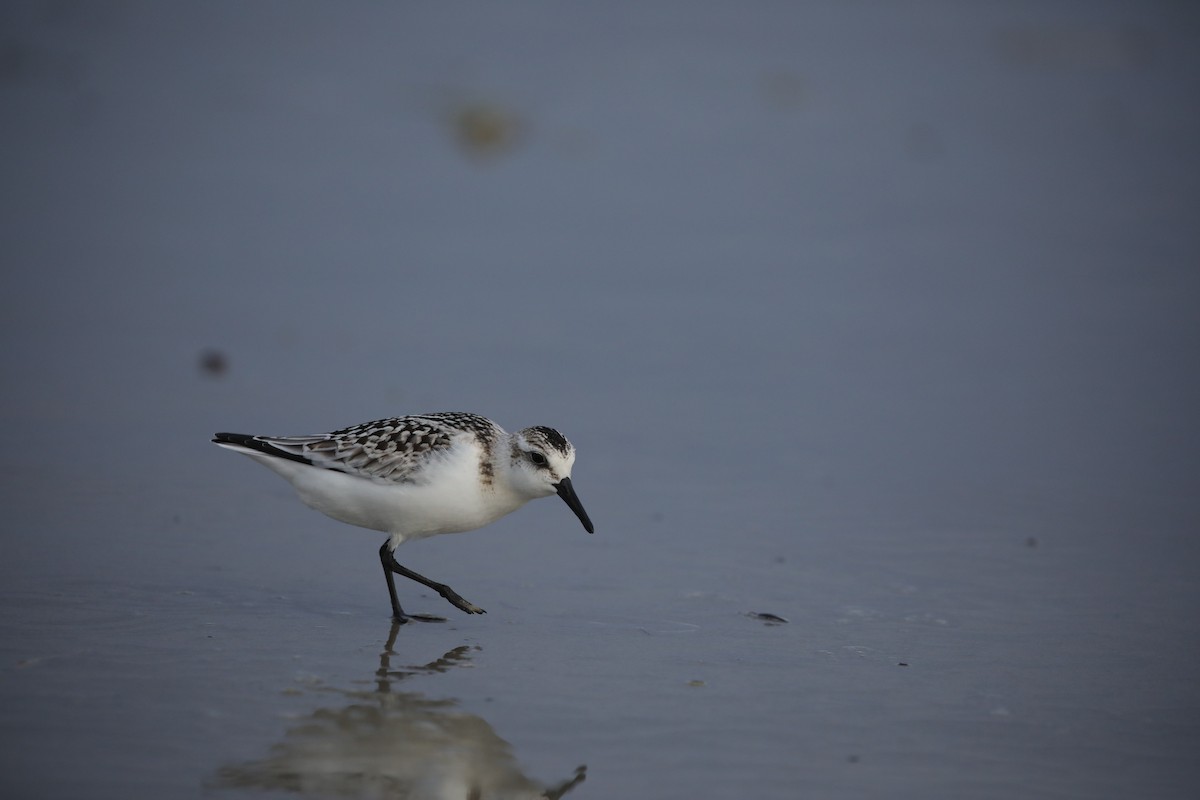 Piovanello tridattilo - ML645663032