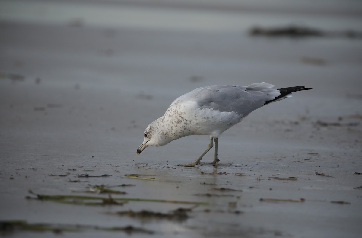 Gavina americana - ML645663033