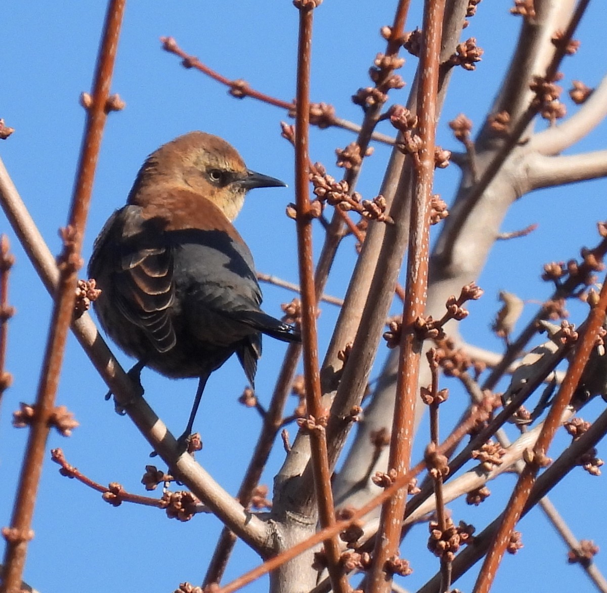 Трупіалець північний - ML645663041