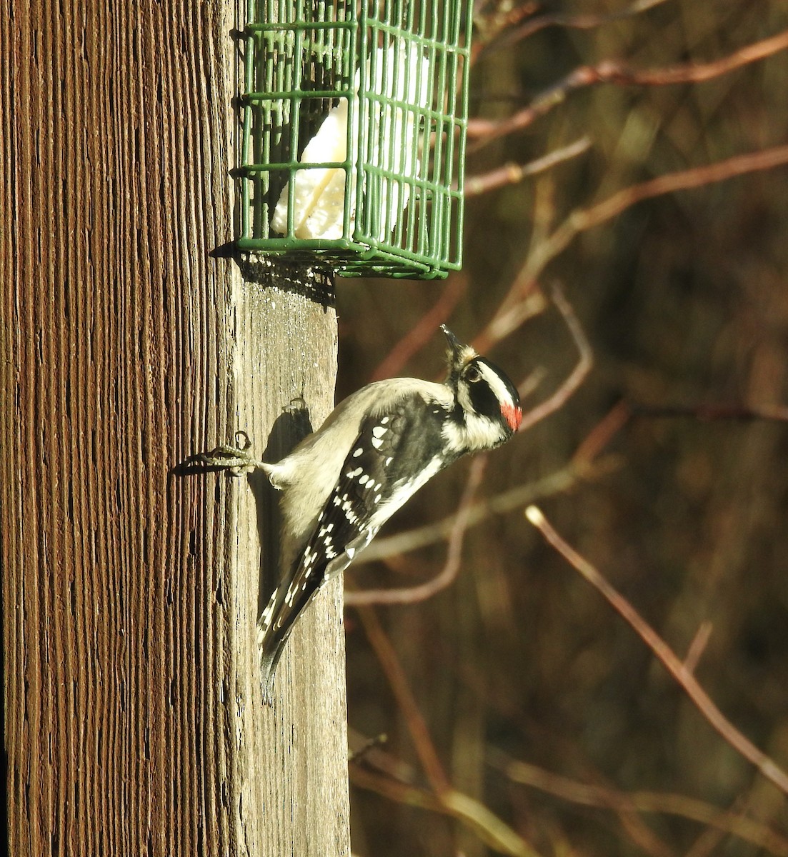 Downy Woodpecker - ML645663042