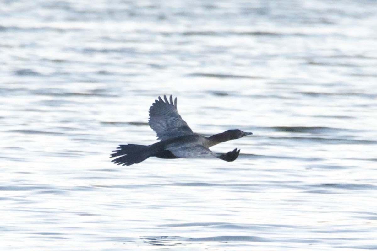 Ubarroi txikia - ML645663043