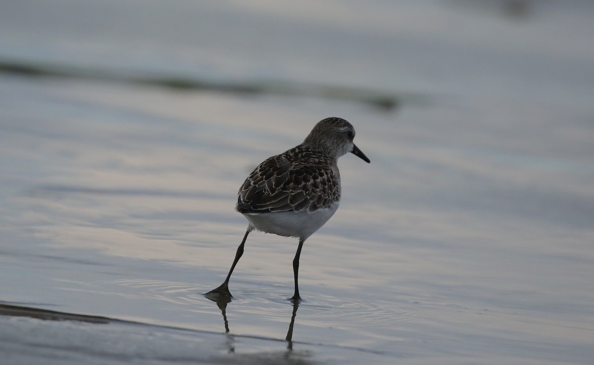 Gambecchio semipalmato - ML645663044