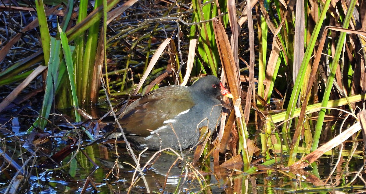 Eurasian Moorhen - ML645663045