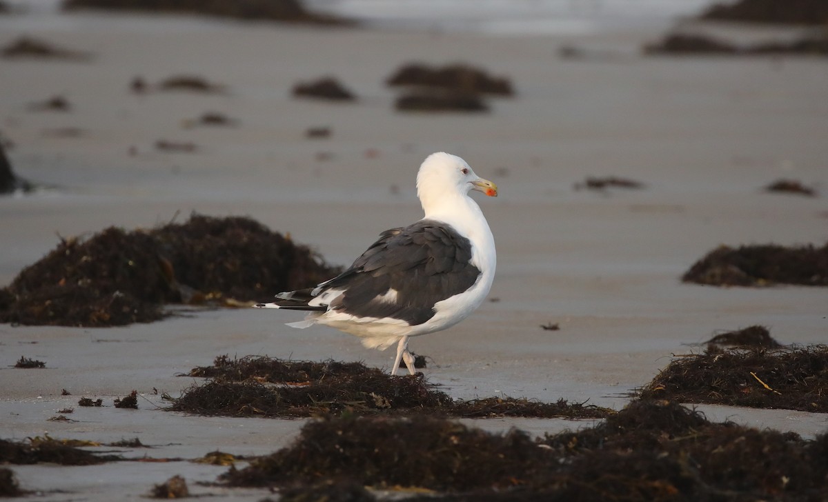 Mugnaiaccio - ML645663048