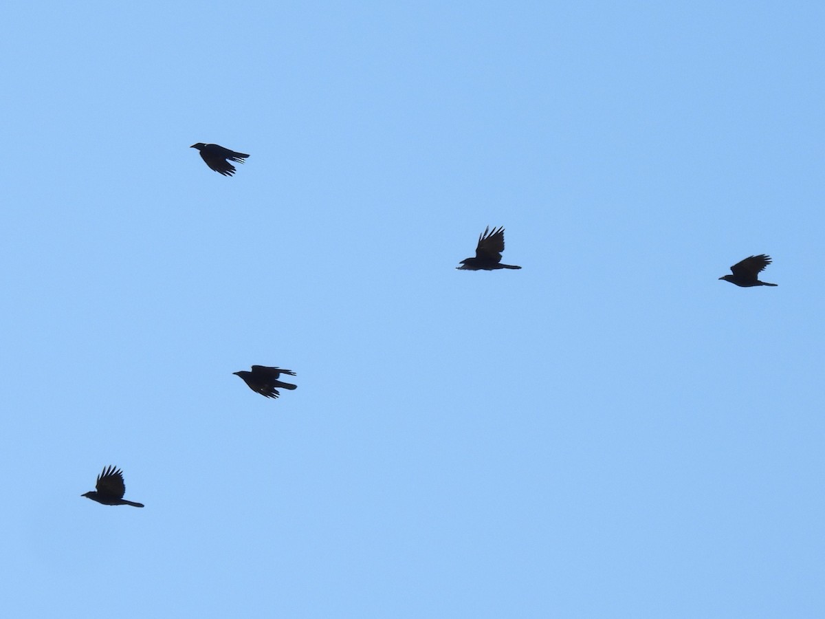 Ворона американська - ML645663050