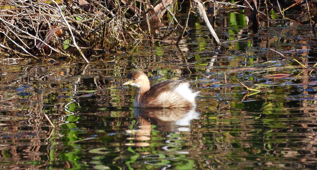 Little Grebe - ML645663051