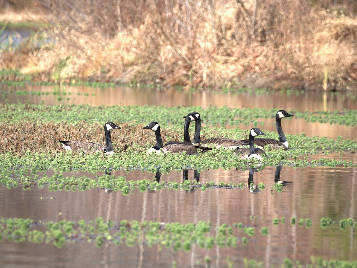Canada Goose - ML645663055