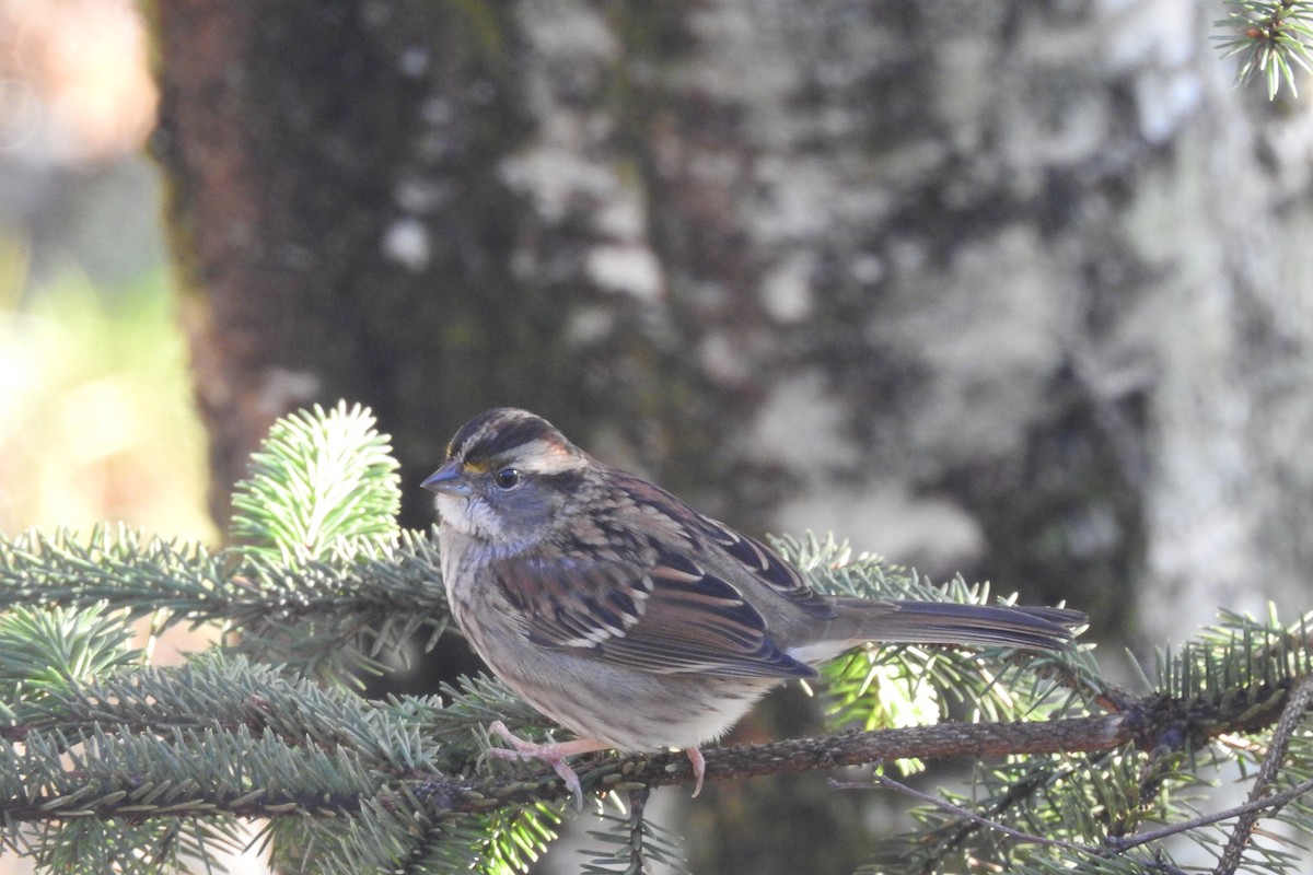 White-throated Sparrow - ML645663056