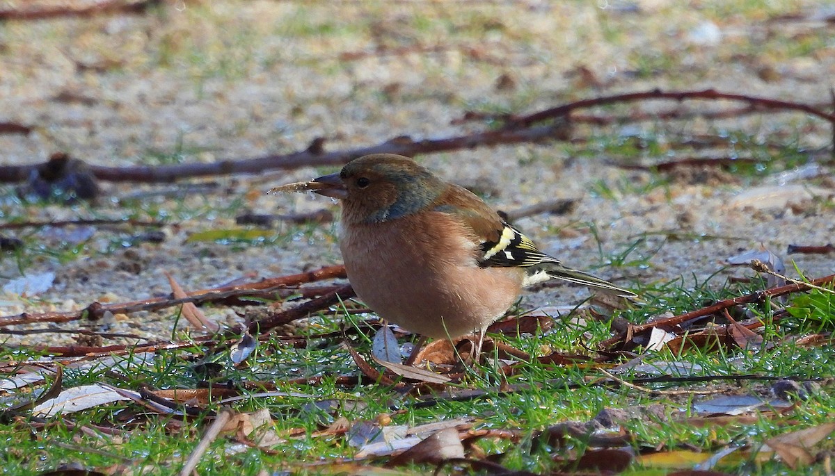 Common Chaffinch - ML645663066