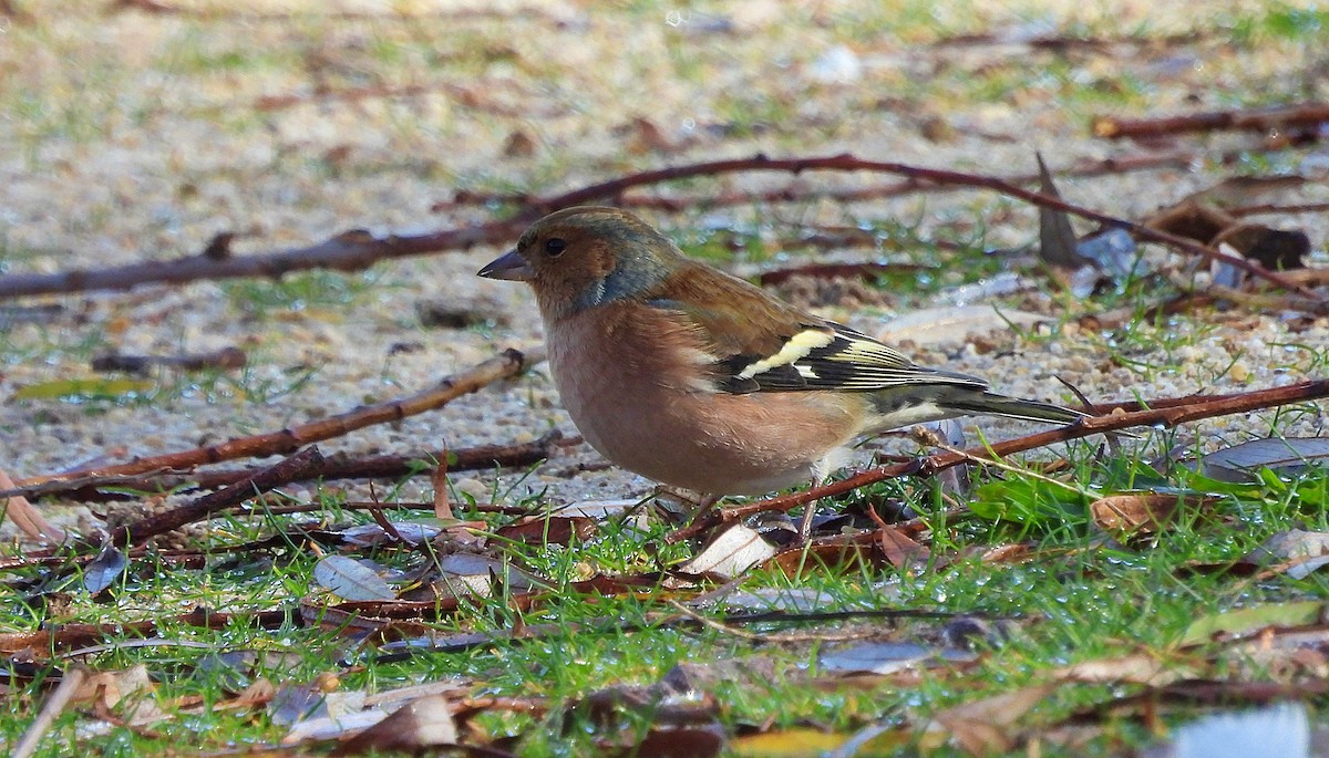 Common Chaffinch - ML645663067
