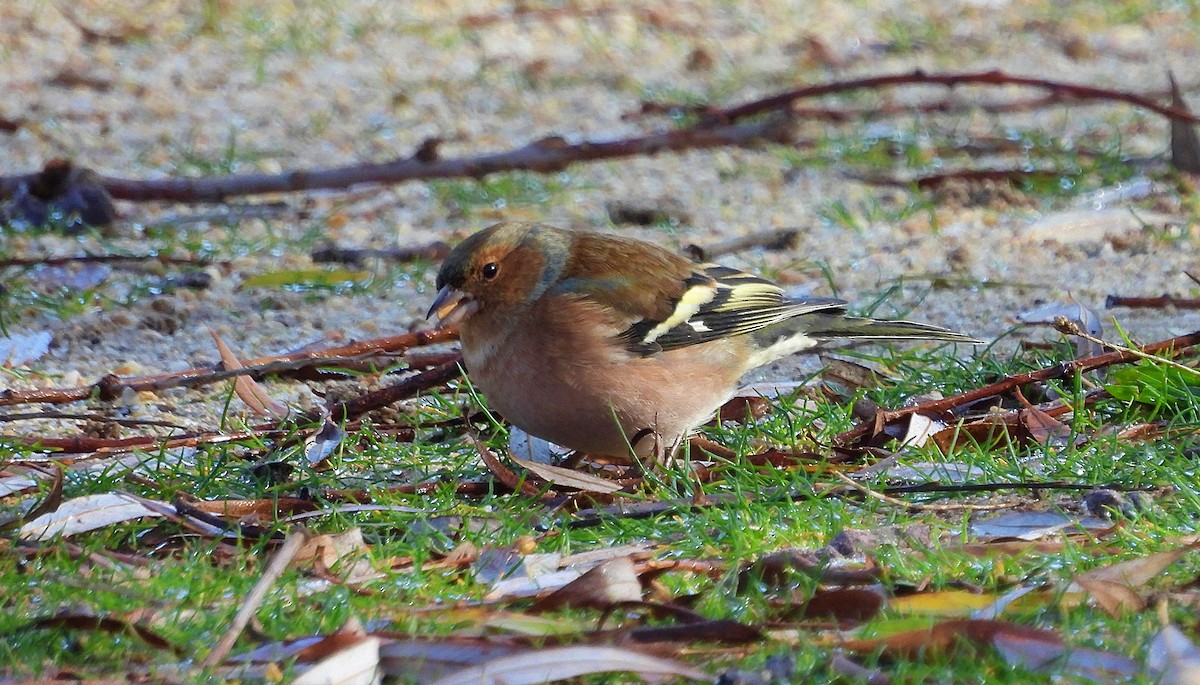 Common Chaffinch - ML645663068