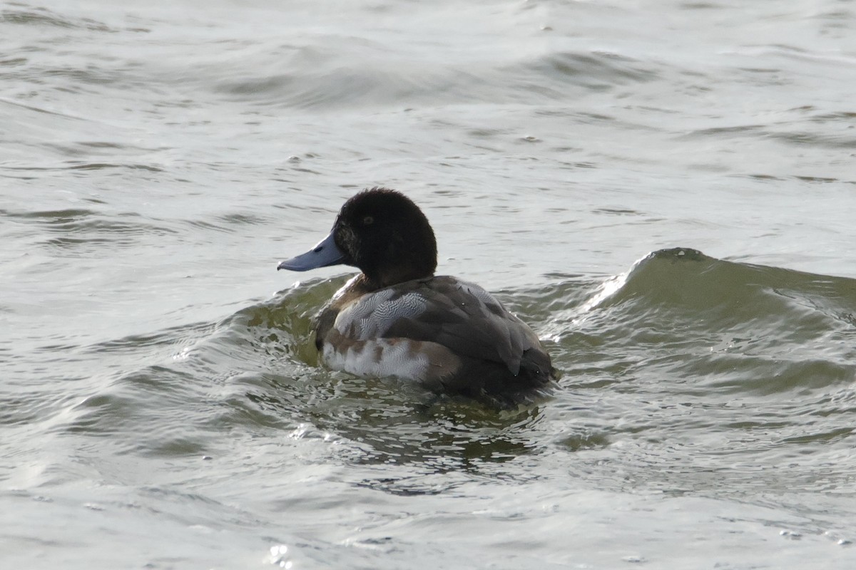 Greater Scaup - ML645663069