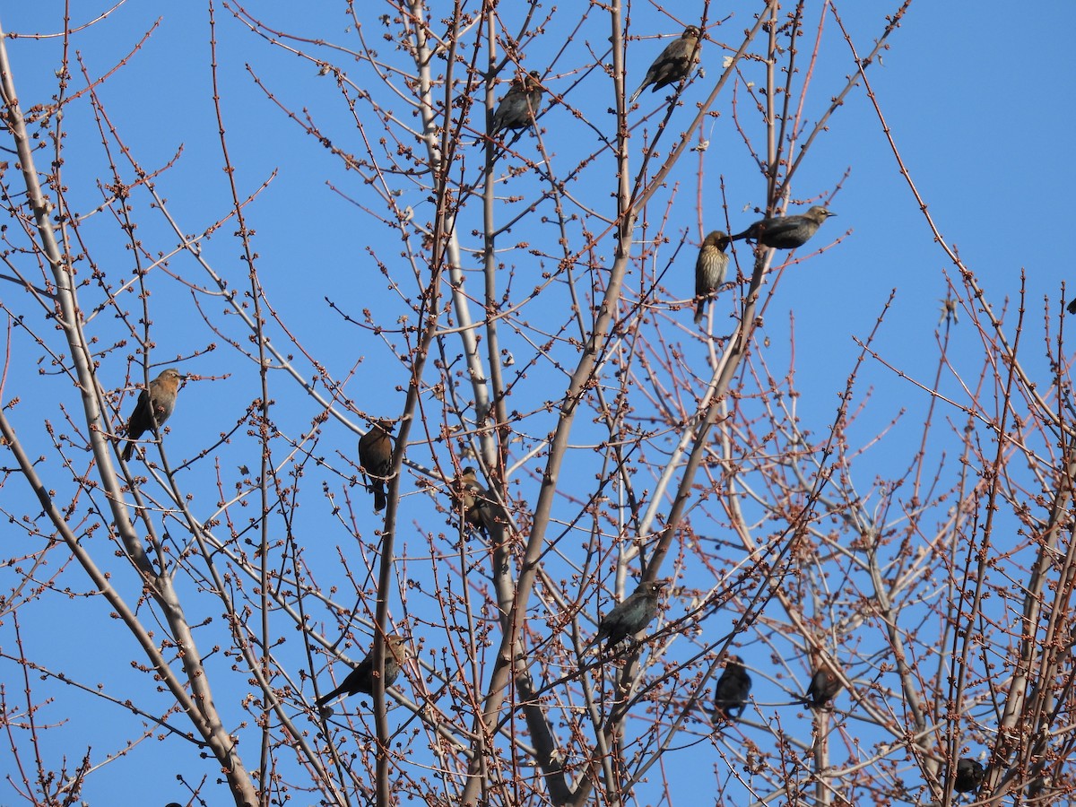 Трупіалець північний - ML645663074
