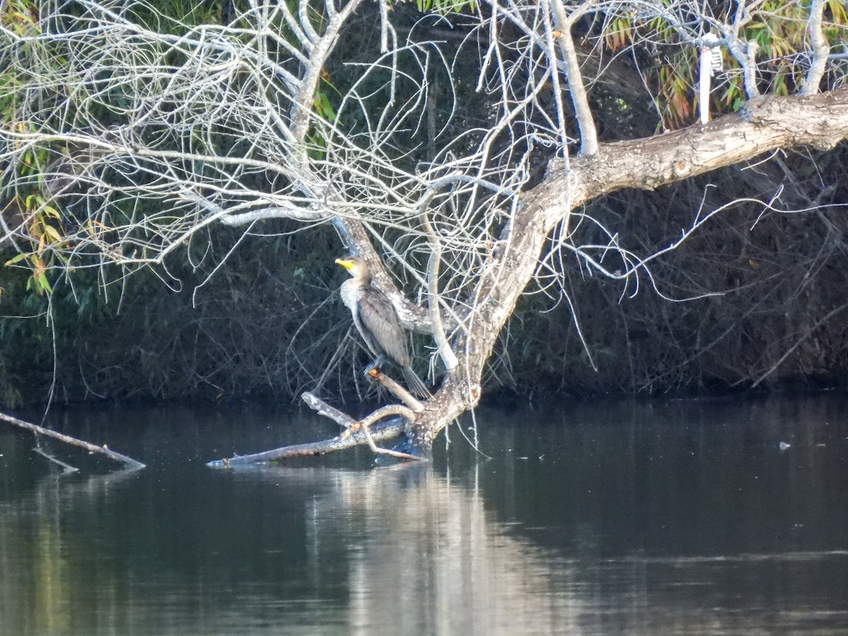 Double-crested Cormorant - ML645663075