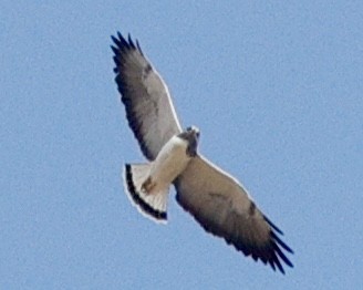 White-tailed Hawk - ML645663084