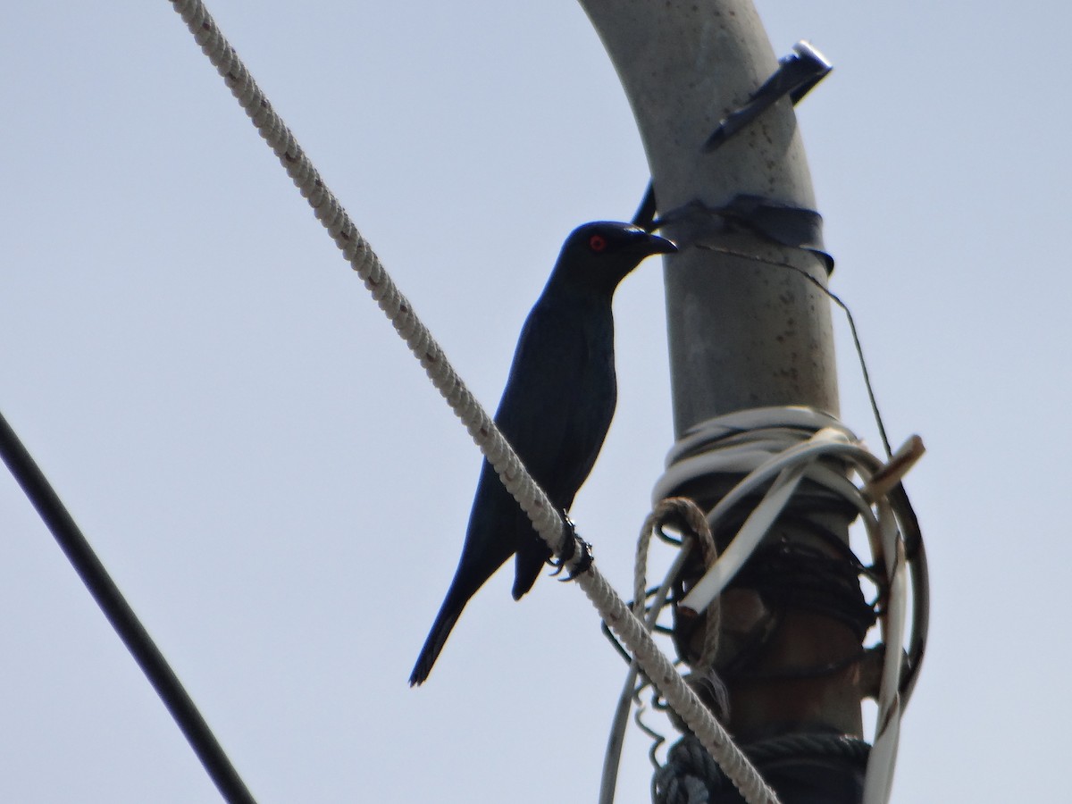 špaček rudooký - ML645663087