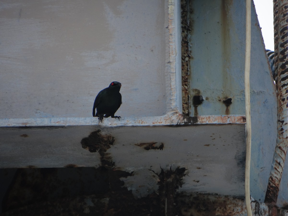 špaček rudooký - ML645663088