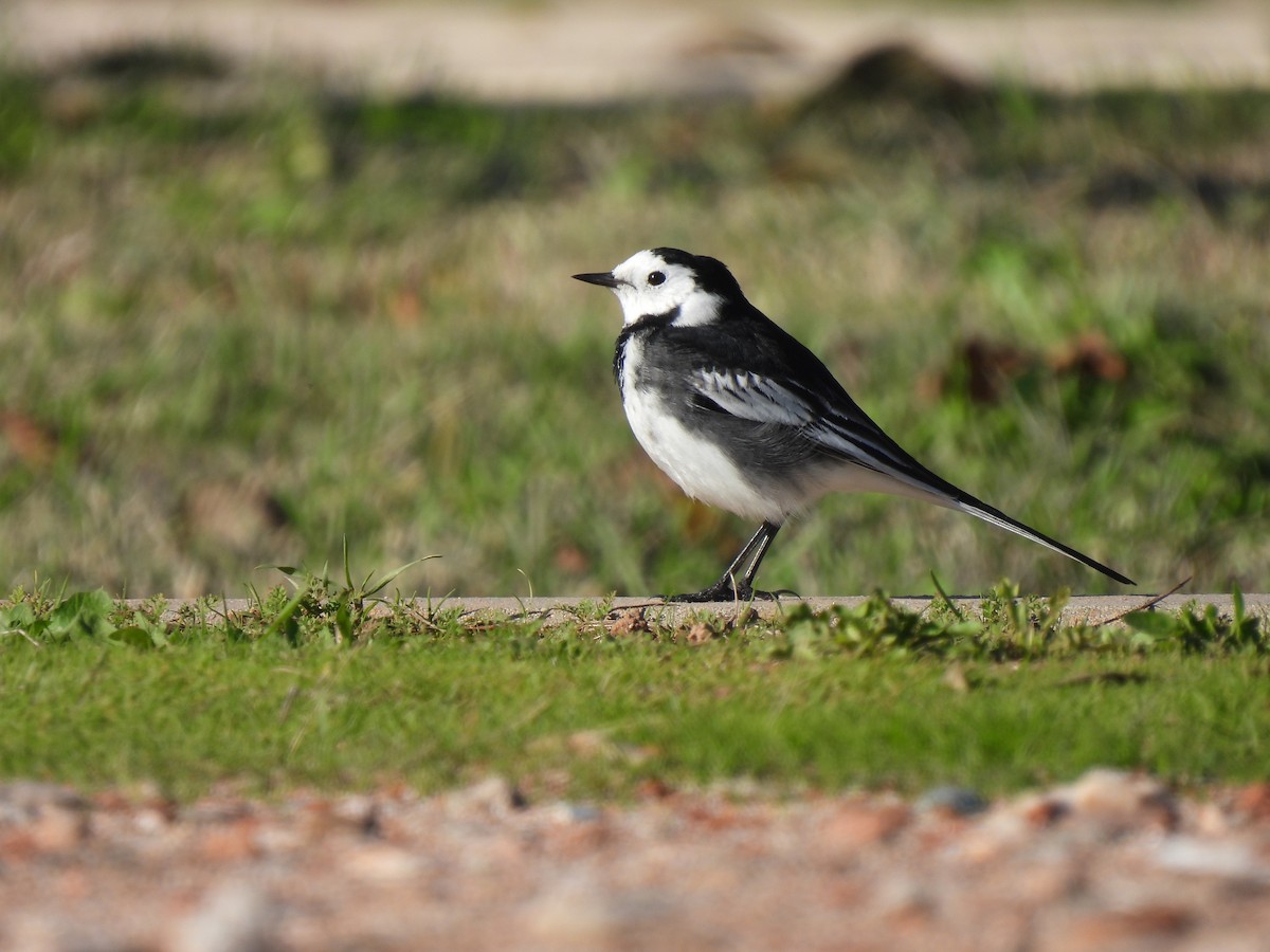 White Wagtail (British) - ML645663090