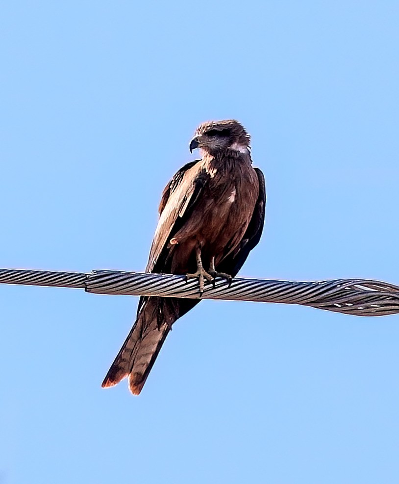 Шуліка чорний [група migrans] - ML645663091