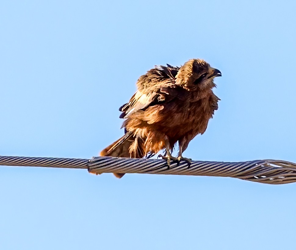 Шуліка чорний [група migrans] - ML645663093