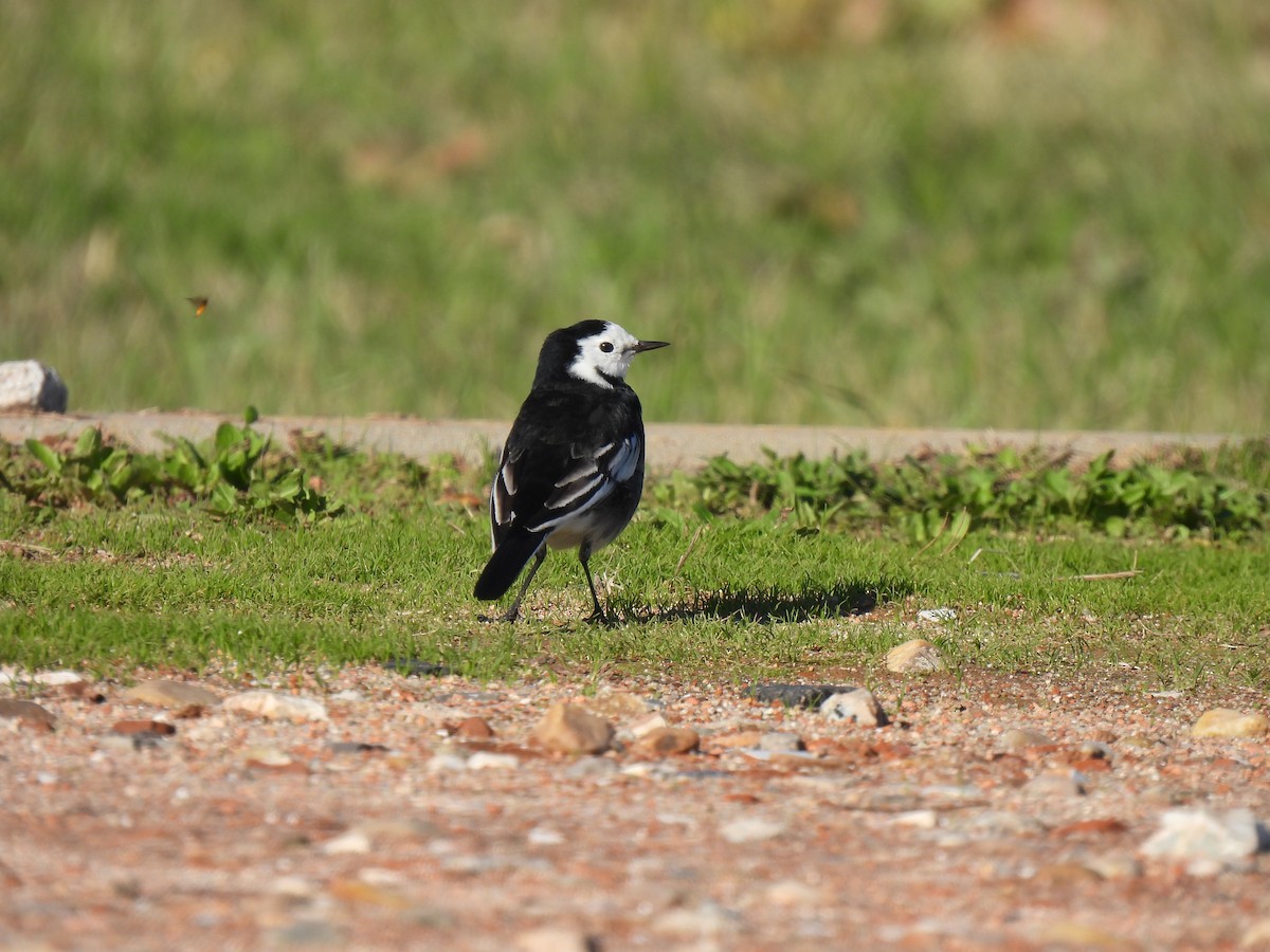 White Wagtail (British) - ML645663100