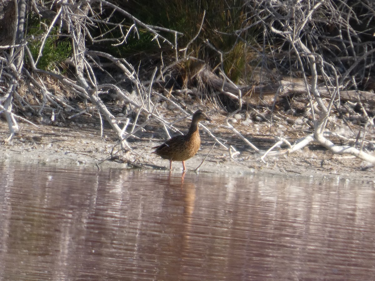 Combattant varié - ML645663102