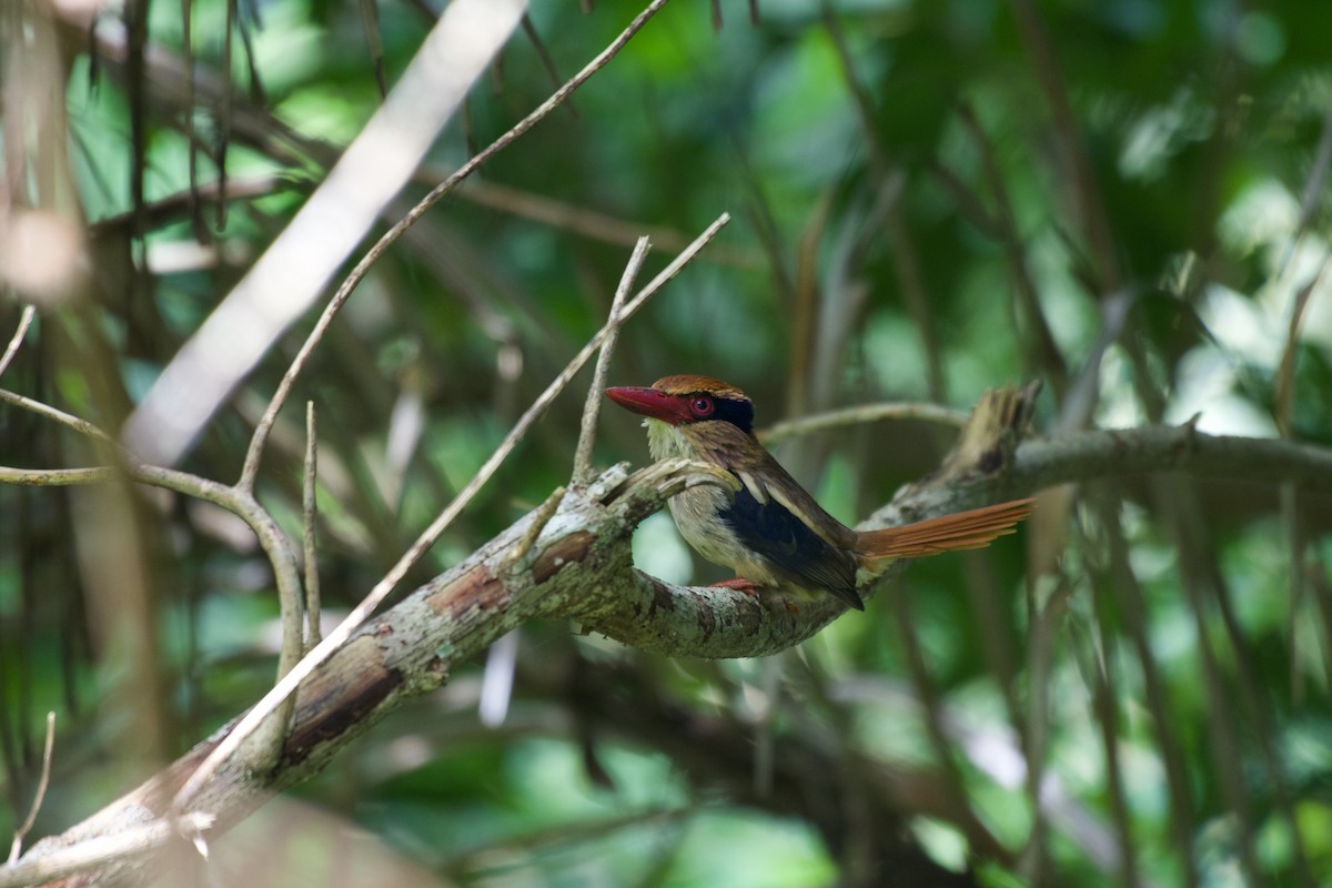 Sulawesi Lilac Kingfisher - ML645663107