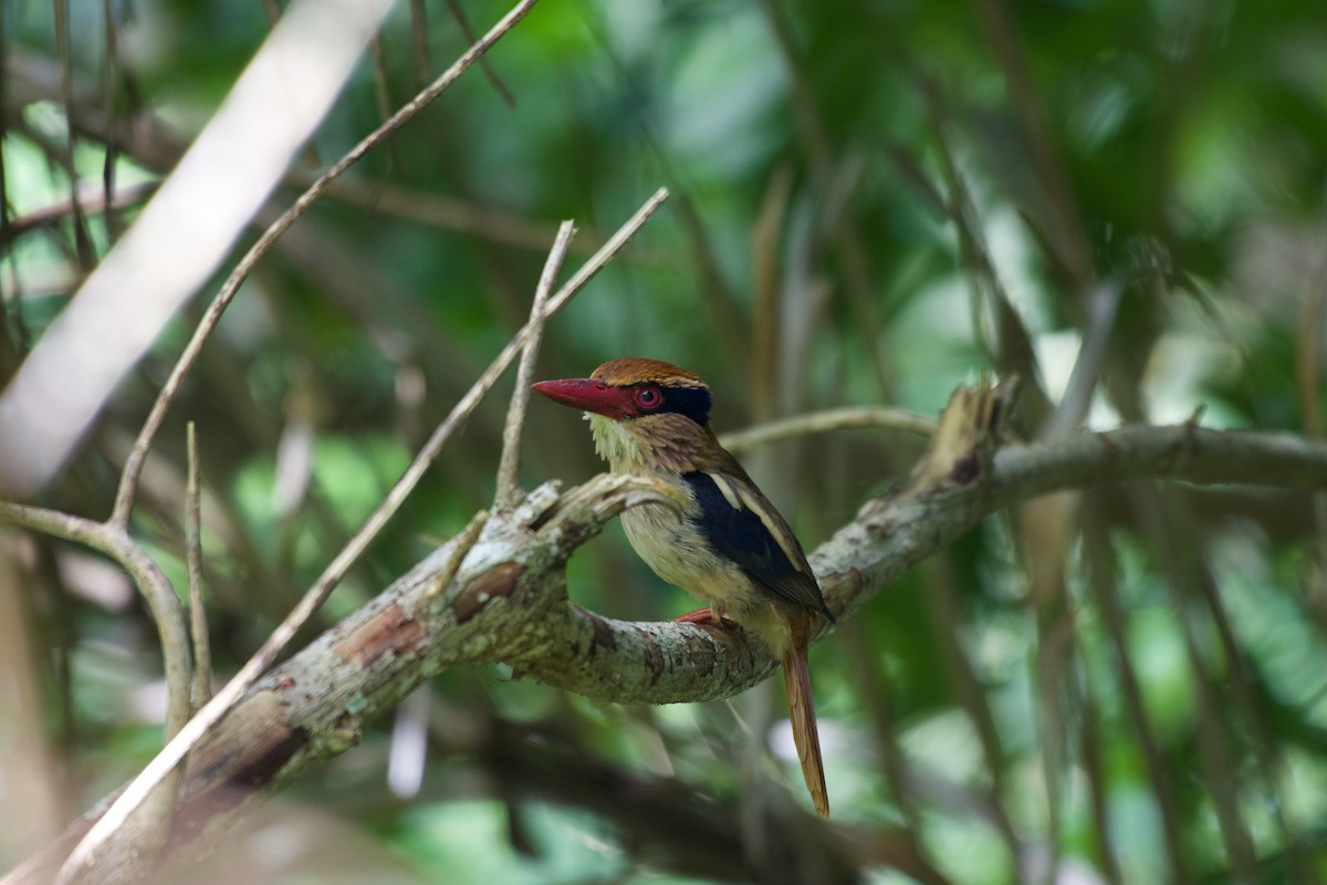 Sulawesi Lilac Kingfisher - ML645663110