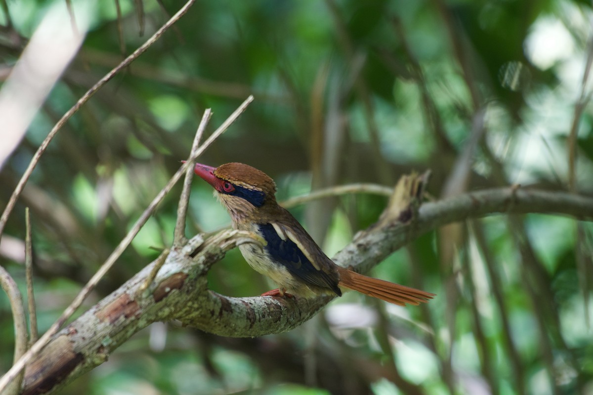 Sulawesi Lilac Kingfisher - ML645663111