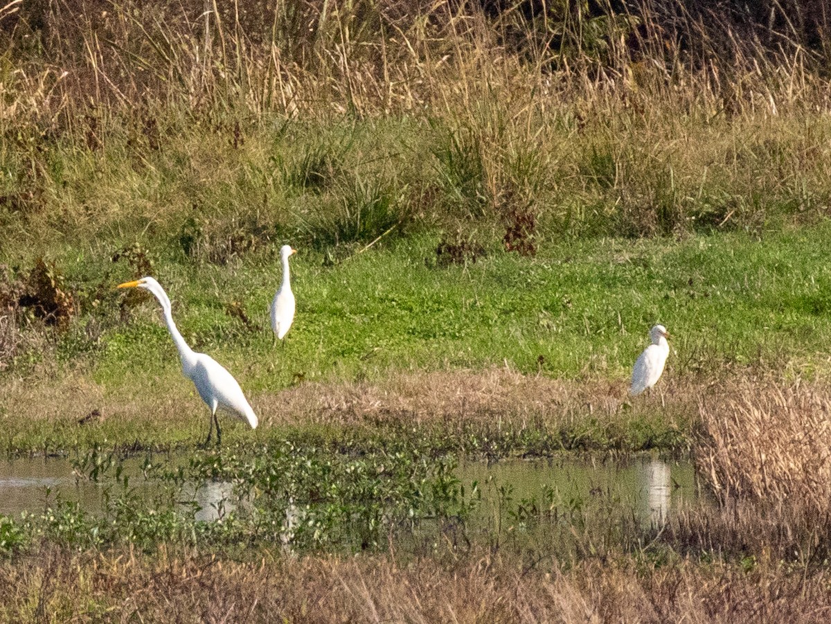volavka rusohlavá - ML645663116