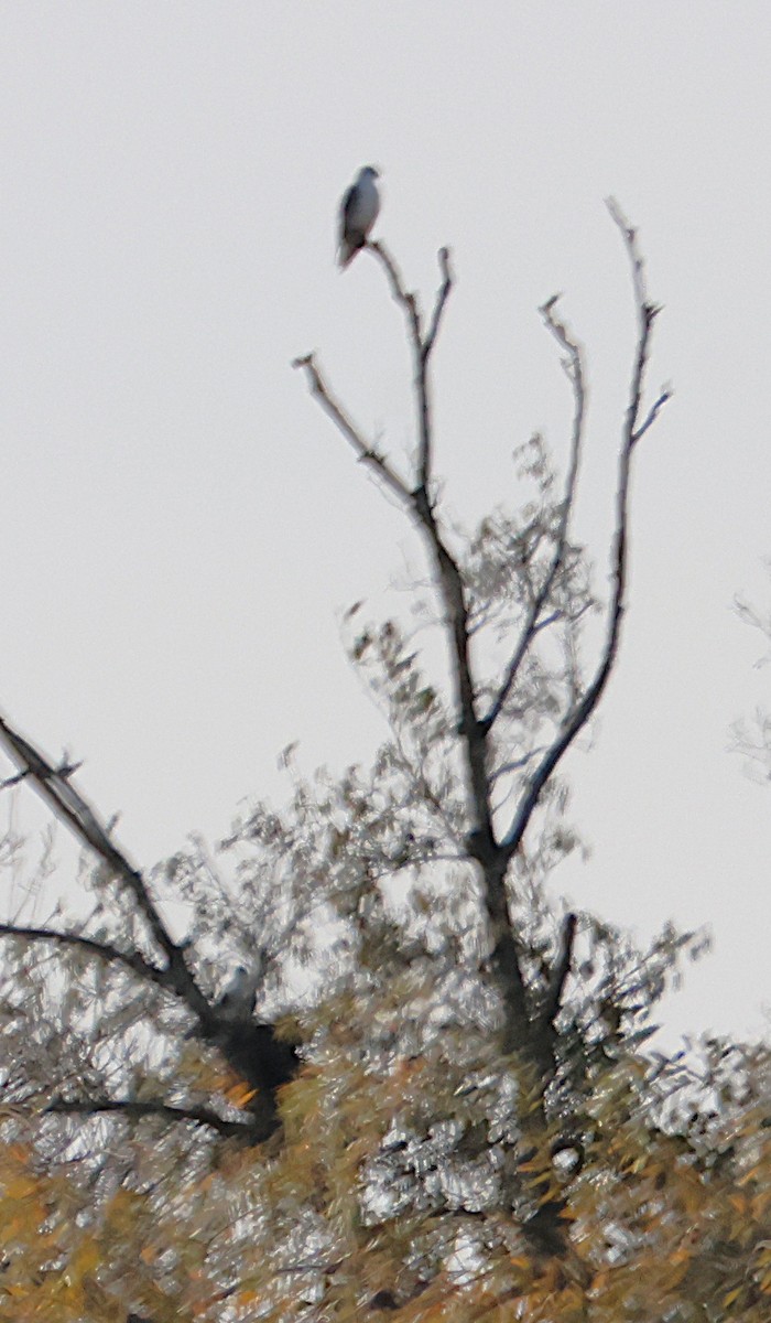 Black-winged Kite - ML645663117