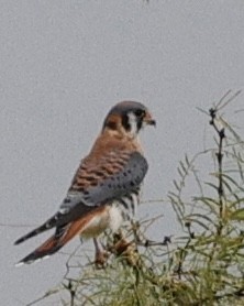 בז אמריקני - ML645663120