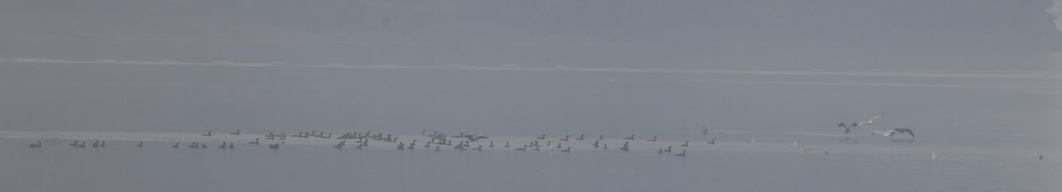 Double-crested Cormorant - ML645663122