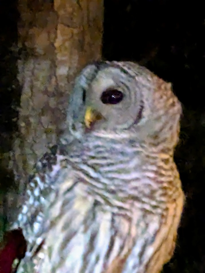 Çizgili Baykuş - ML645663128