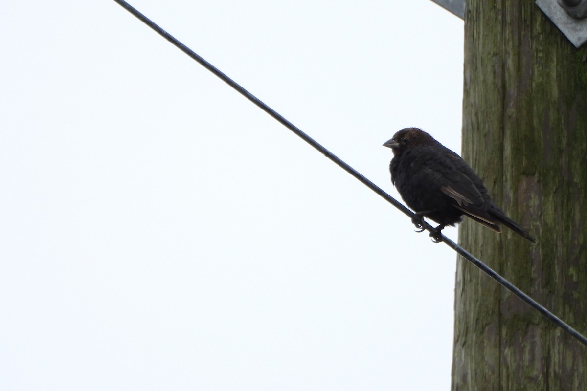 Brown-headed Cowbird - ML645663129