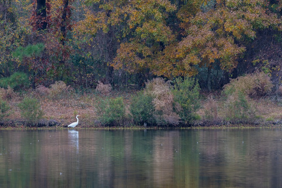 Great Egret - ML645663131