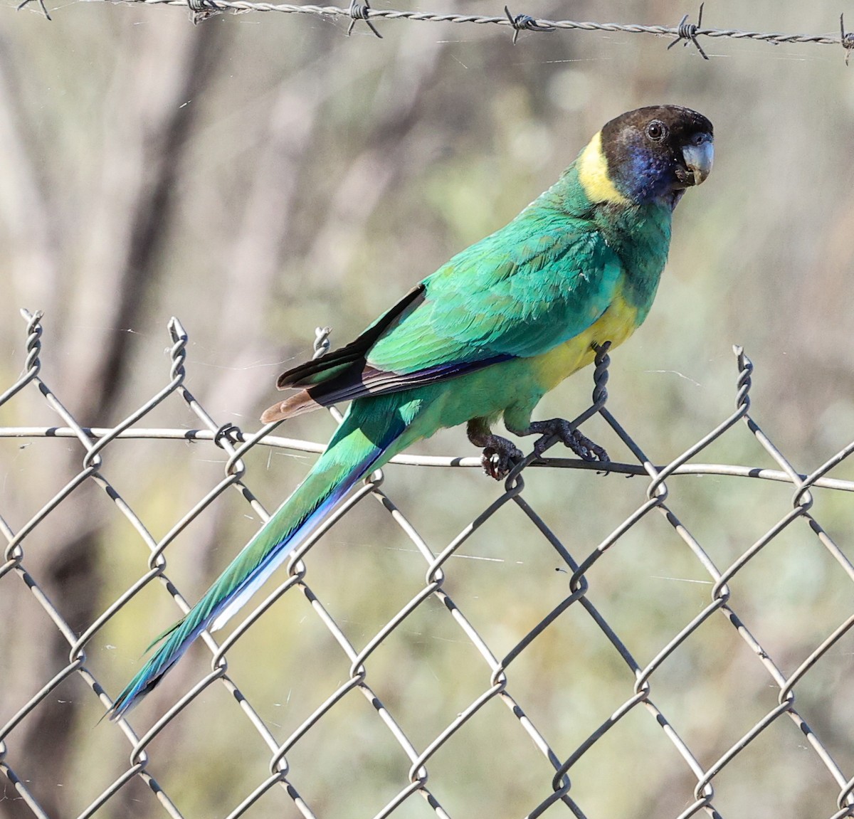 コダイマキエインコ（zonarius） - ML645663133