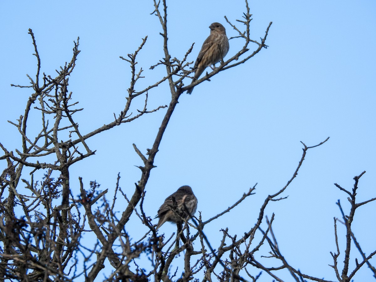 メキシコマシコ - ML645663135