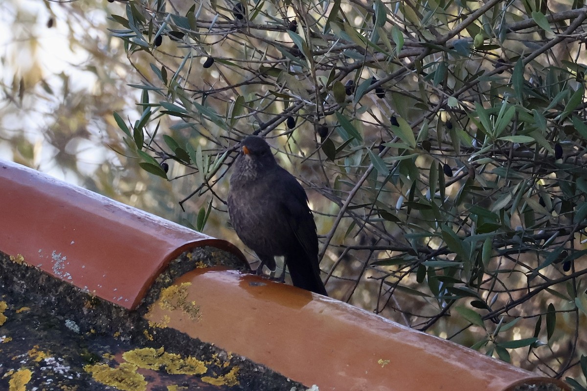 ニシクロウタドリ - ML645663136